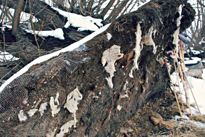 A_Matted Roots Close