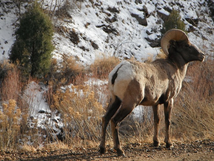 Big Horn Sheep