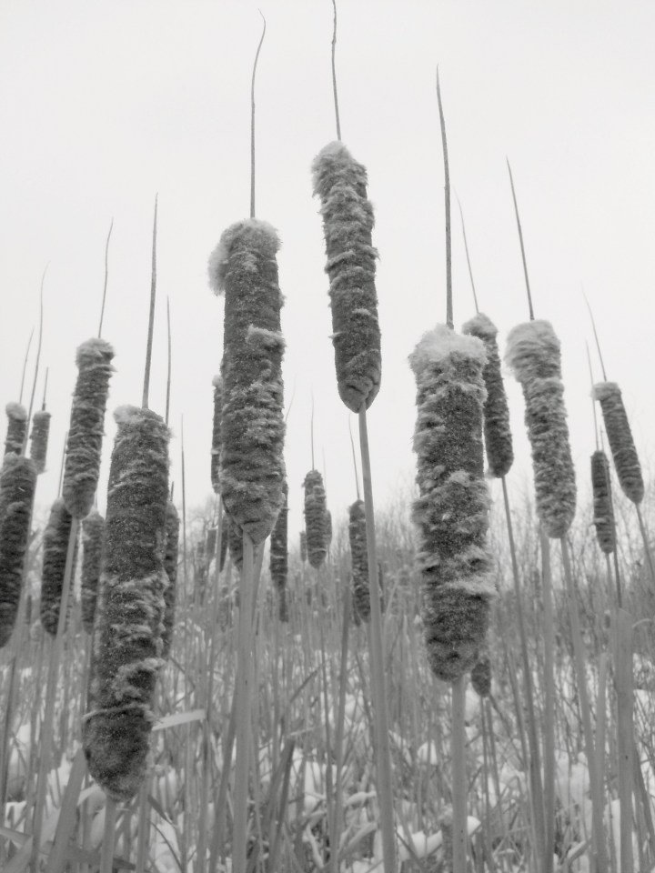 E Cattails