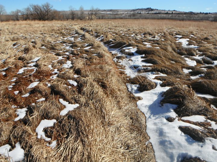 Field Ditch