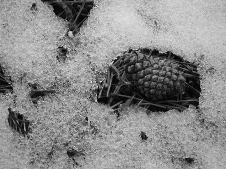 Pine Cone
