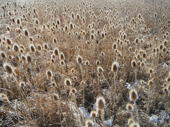 Weeds Many